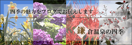 鎌倉温泉の四季スタッフブログ