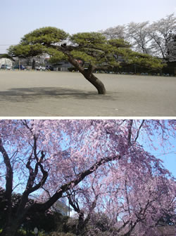 平沢小学校の松・しだれ桜