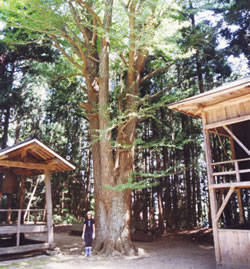 熊野神社・ご神木のイチョウ